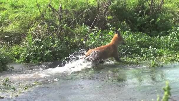 Erwachsene Rotfuchse überqueren Fluss — Stockvideo