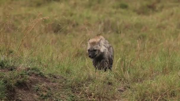 ハイエナ、crocuta crocuta を発見ヤング サバンナ、リアルタイム、ケニアのマサイマラ公園を歩く — ストック動画