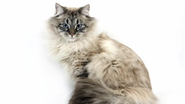 Siberian Domestic Cat — Stock Video