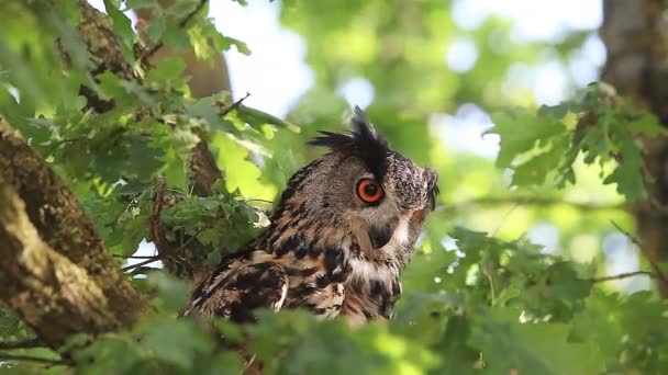 European Eagle Owl — Stock Video