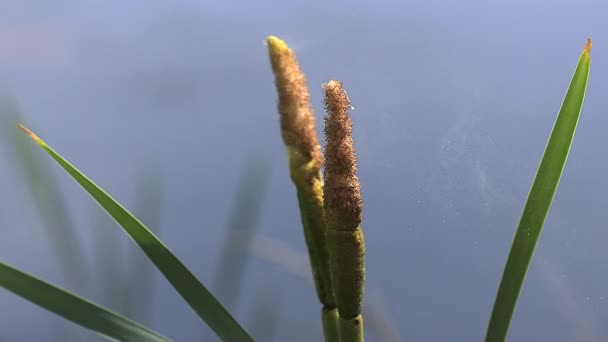 Великий Reedmace або очерету, рогіз Широколистий, Пилок, який постачається із заводу, ставок в Нормандії, повільний рух — стокове відео