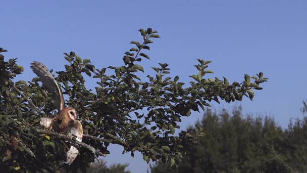 Schleiereule im Flug — Stockvideo