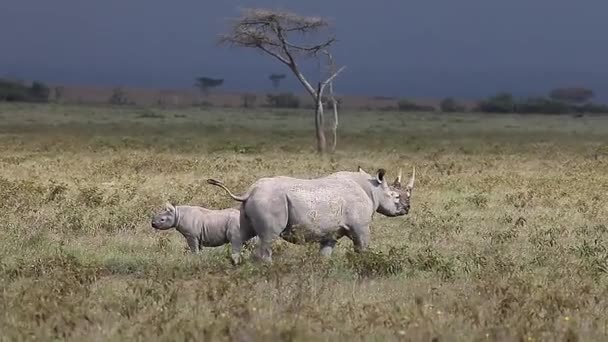 Rinocerontes negros, hembra con pantorrilla caminando , — Vídeo de stock