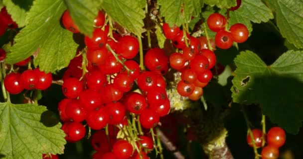 Groseilles rouges mûres fermer — Video