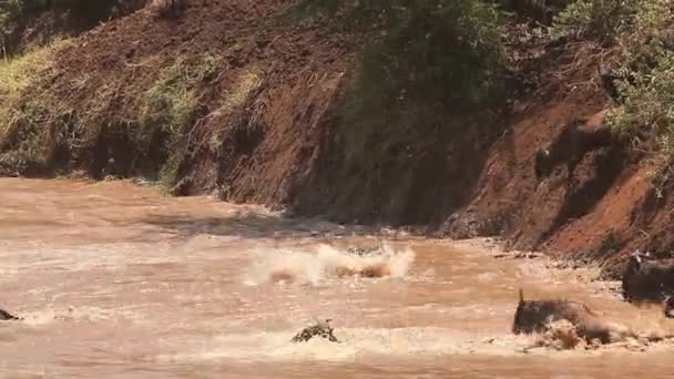 蓝色的牛羚、 斑纹角马，牛群穿越马拉河在迁移过程中，实时肯尼亚马赛马拉国家公园 — 图库视频影像