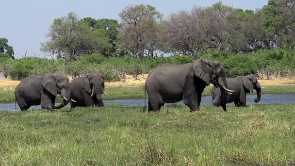 Wandelen van de groep van Afrikaanse olifanten — Stockvideo