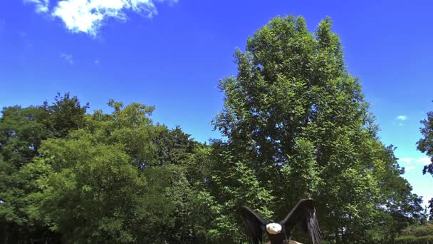 Weißkopfseeadler im Flug — Stockvideo