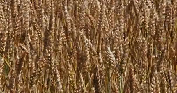 Zralé pšeničné pole — Stock video