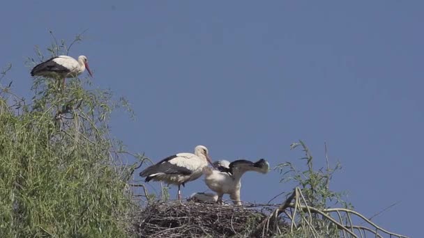 Weißstörche flattern mit Flügeln auf Nest — Stockvideo