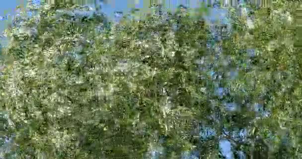 ポラード柳の木 — ストック動画