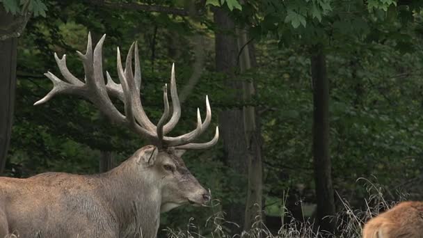 Ciervos rojos en el bosque — Vídeos de Stock