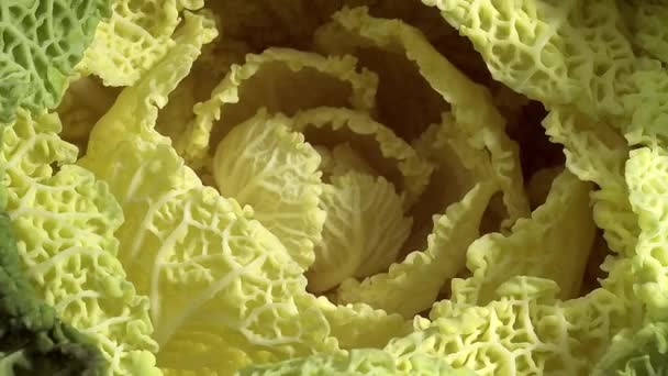 Карлик Зеленая капуста, brassica oleracea, овощ на белом фоне, в реальном времени 4K, движущееся изображение — стоковое видео