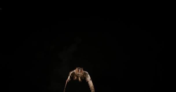 Uzun kulaklı baykuş — Stok video