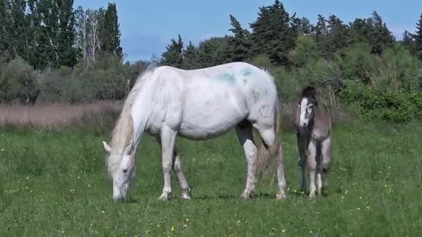 Vahşi Camargue atlar — Stok video