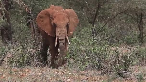 Elefante africano che cammina — Video Stock