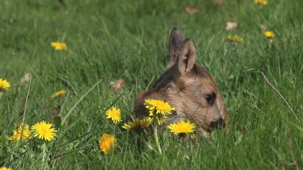 Ciervo, Capreolus capreolus, Fawn de pie en el prado con flores amarillas, Mirando a su alrededor, Normandía en Francia, en tiempo real — Vídeo de stock