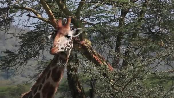 Жираф Ротшильда ест листья — стоковое видео