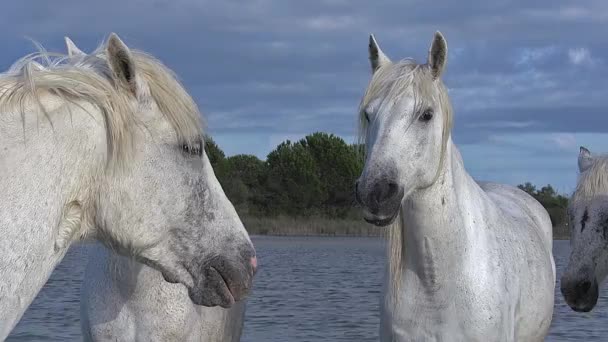 Wildlaufende Camargue-Pferde — Stockvideo