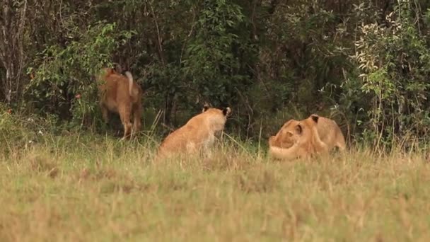 Αφρικανικά λιοντάρια, Cubs παιχνίδι — Αρχείο Βίντεο