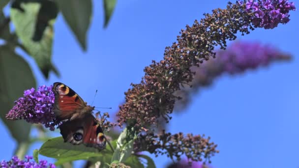 Pfau-Schmetterling hebt von Buddleja ab — Stockvideo