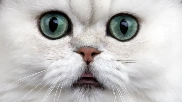 Chinchilla Persian Domestic Cat — Stock Video