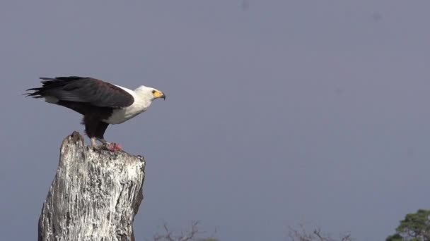 Águila pescadora africana — Vídeo de stock