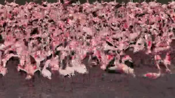 Petit flamant rose, phoenicopterus minor, Déménagement en groupe dans l'eau, Colonie au lac Bogoria au Kenya, en temps réel — Video