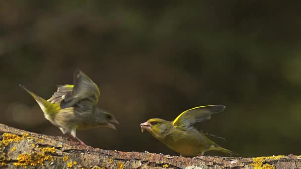 Grünfink, Weibchen greifen Männchen an — Stockvideo
