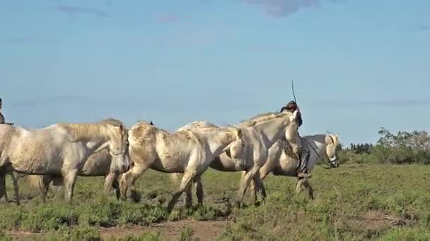 Wilde Camargue-Pferde — Stockvideo