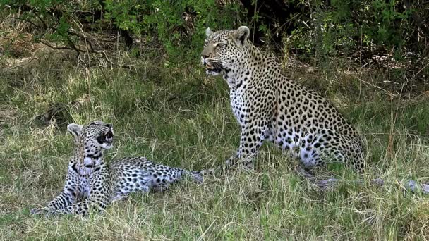 Leopardos adultos que colocam na grama — Vídeo de Stock