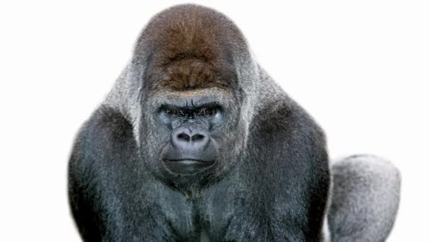 Gorilla della pianura orientale — Video Stock