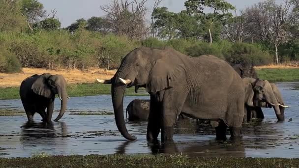 Wandelen van de groep van Afrikaanse olifanten — Stockvideo