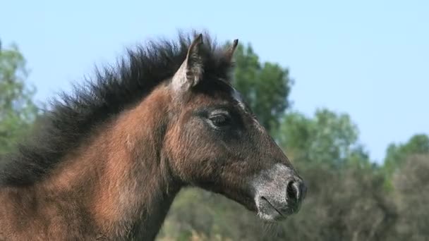 Vilda camargue häst — Stockvideo