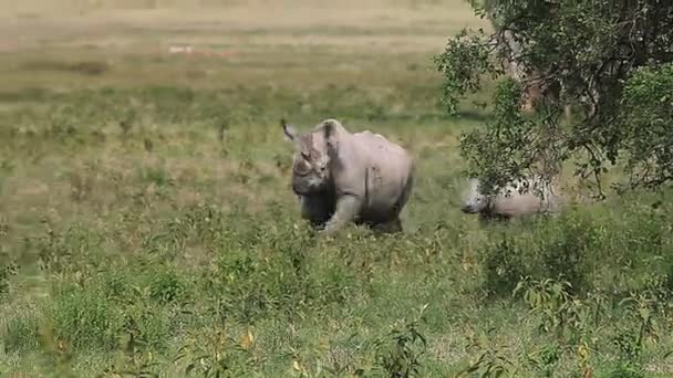 Rinocerontes negros, hembra con pantorrilla caminando , — Vídeo de stock