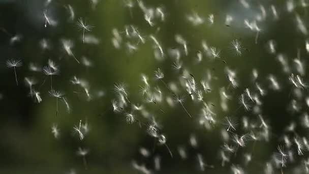 Semillas de diente de león dispersas por el viento — Vídeo de stock