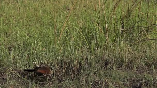 Senegal Coucal, centropus senegalensis, dospělý sundala, v letu, rezervace Moremi, Okavango Delta v Botswaně, pomalý pohyb — Stock video