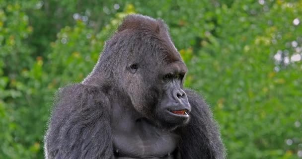Gorilas orientales de las tierras bajas — Vídeo de stock