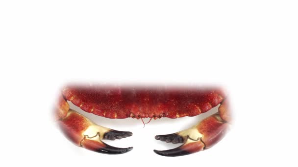 Crabe comestible contre blanc — Video