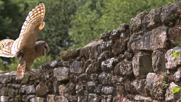 Hibou des clochers entrant dans le trou — Video