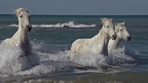 Wild running Camargue Horses — стоковое видео