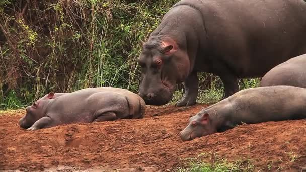 Hippopotamuses, Adult Licking Young — Stock Video