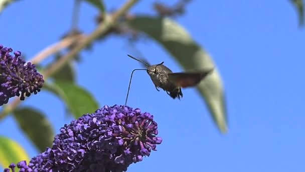 Koliber wiesiołkowiec, Fruczak Gołąbek, dorosły w lot, trzepocząc skrzydłami i karmienia na Buddleja lub lato liliowy, Dawida buddleja, Normandia, Slow Motion — Wideo stockowe