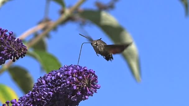 Kolibřík Hawkmoth, Dlouhozobka svízelová, dospělý v letu, mávání křídel a krmení na Komule nebo letní šeřík, Komule Davidova, Normandie ve Francii, pomalý pohyb — Stock video