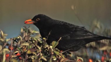 Siyah kuş, turdus merula, dağ muşmulası, Normandiya, ağır çekim meyveleri yemekten erkek