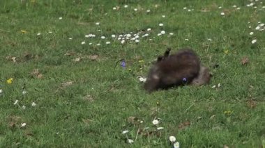Red Fox Pups çimenlerin üzerinde oynama