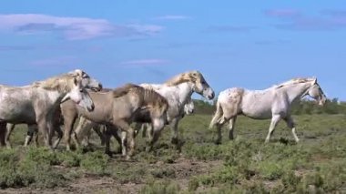 vahşi Camargue atlar