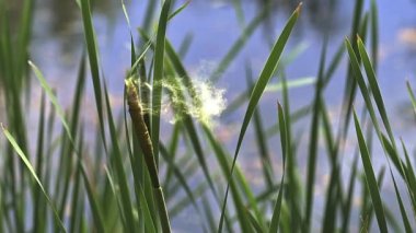 Büyük Reedmace ya da Bulrush, typha latifolia, bitki, gölet Normandy, ağır çekim için serbest bırakılması polen
