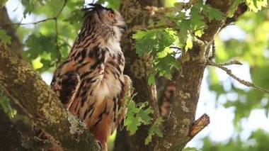 Avrupa kartal baykuş