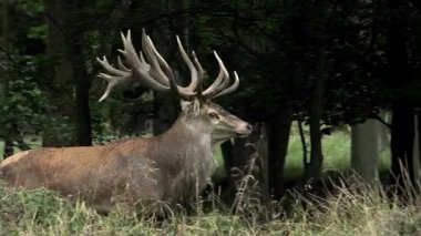 Ormandaki kırmızı geyikler