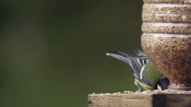 Büyük baştankara, parus büyük, yalak, uçuşta, Normandiya, ağır çekim alarak yetişkin yemek yiyecek